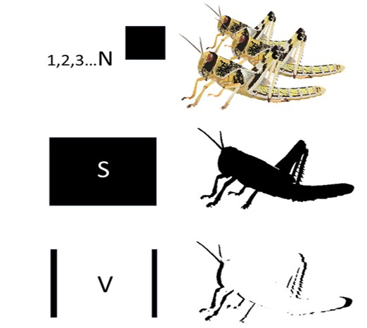 Figure illustrating visual stimuli used in collective-motion experiments